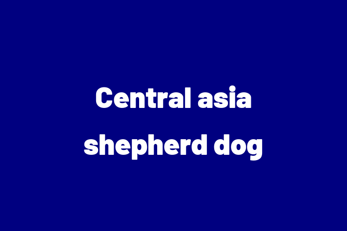 Central asia shepherd dog Dog in Alexandria