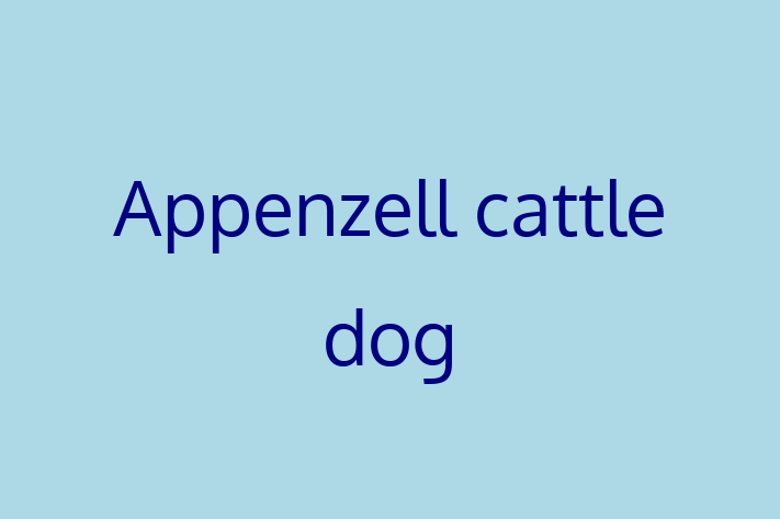 Appenzell cattle dog Dog for Sale in Santa Clara