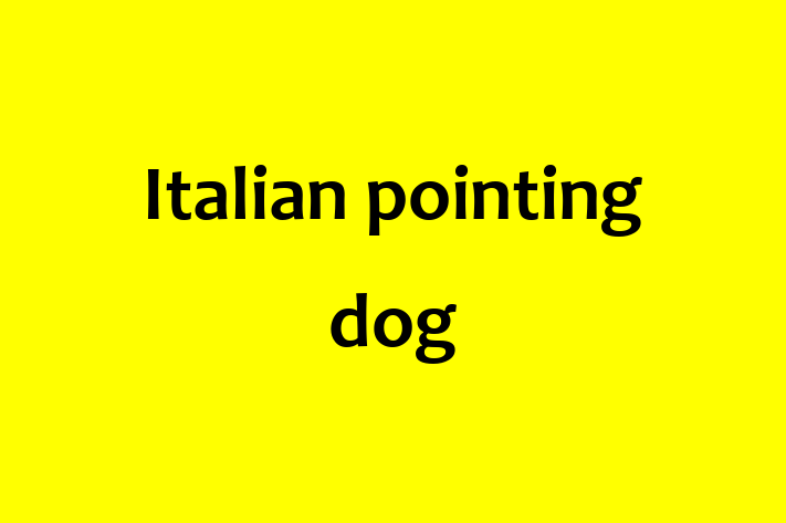 Adopt a Dog Italian pointing dog Available in Hartford