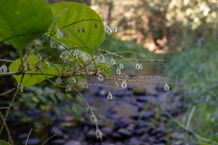 Software Solutions Provider Clackamas River Basin Council