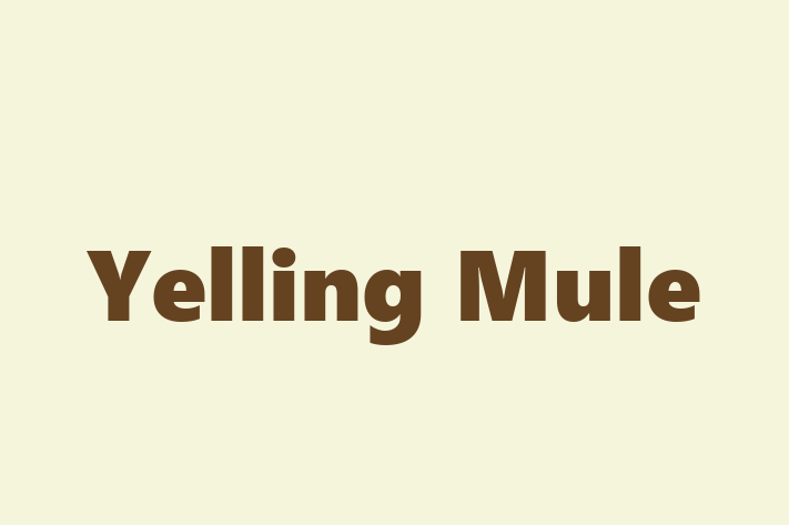 Software Development Company Yelling Mule