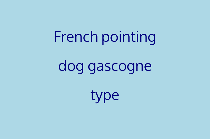 French pointing dog gascogne type Dog for Adoption in Boise