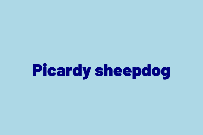 Picardy sheepdog Dog for Sale in Hayward