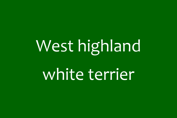 West highland white terrier Dog in Charleston Ready for a New Home