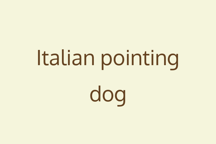 Adopt a Italian pointing dog Dog in Santa Clara