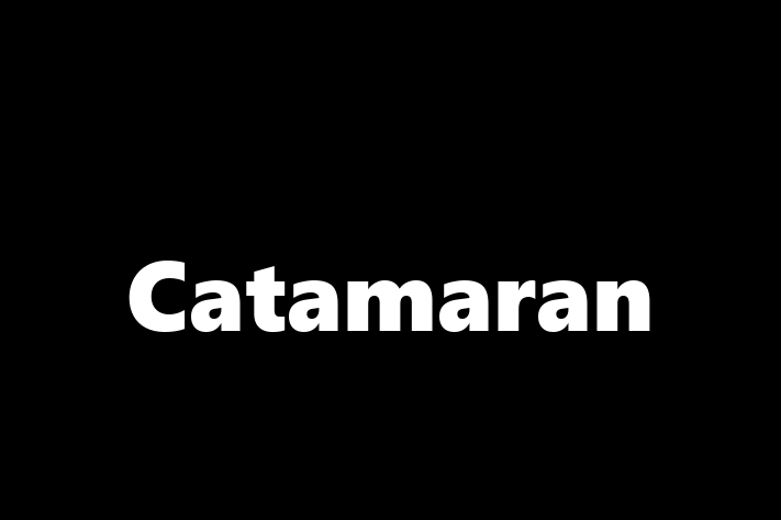 Software Solutions Provider Catamaran