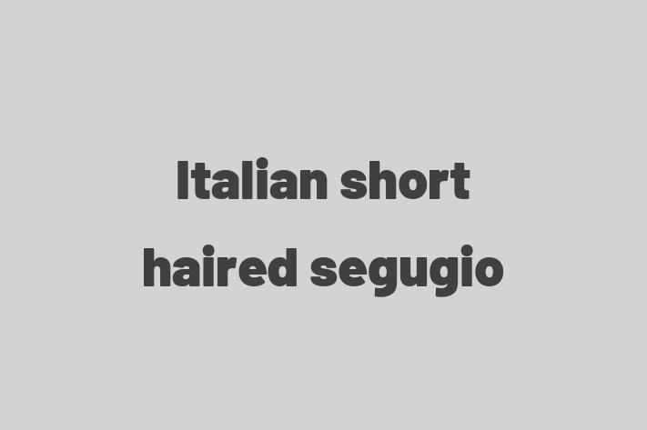 Italian short haired segugio for Sale in Worcester