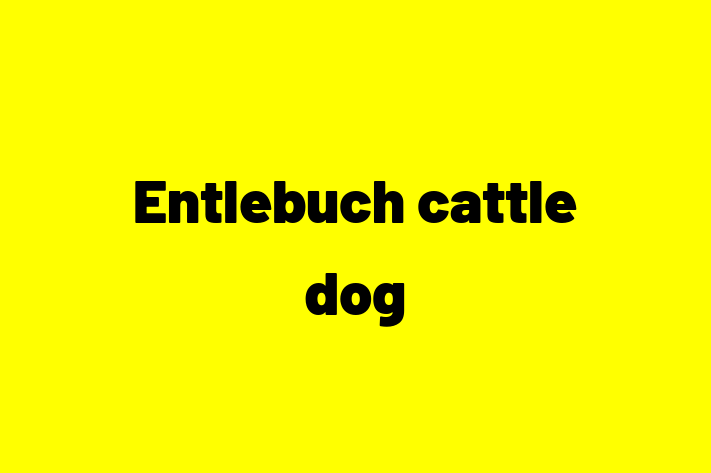 Entlebuch cattle dog Dog Available Now in Charlotte