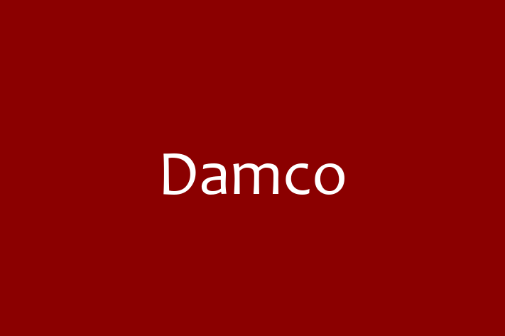 IT Company Damco