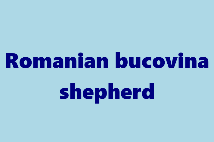 Romanian bucovina shepherd Dog Available Now in Corona