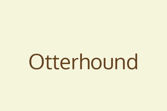 Otterhound Dog for Sale in Santa Clarita