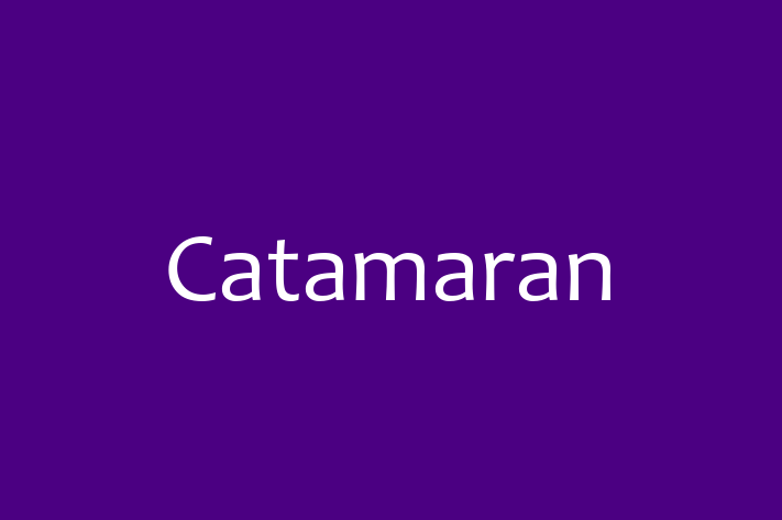 Technology Solutions Firm Catamaran