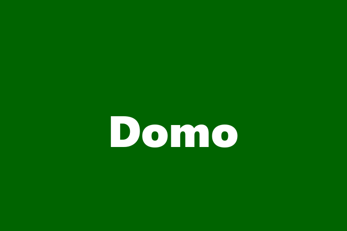 IT Company Domo