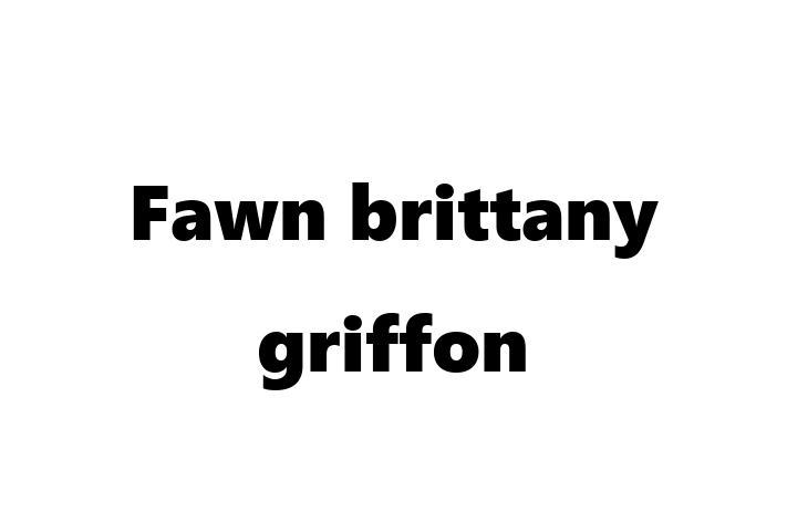 Fawn brittany griffon Dog for Sale in Torrance