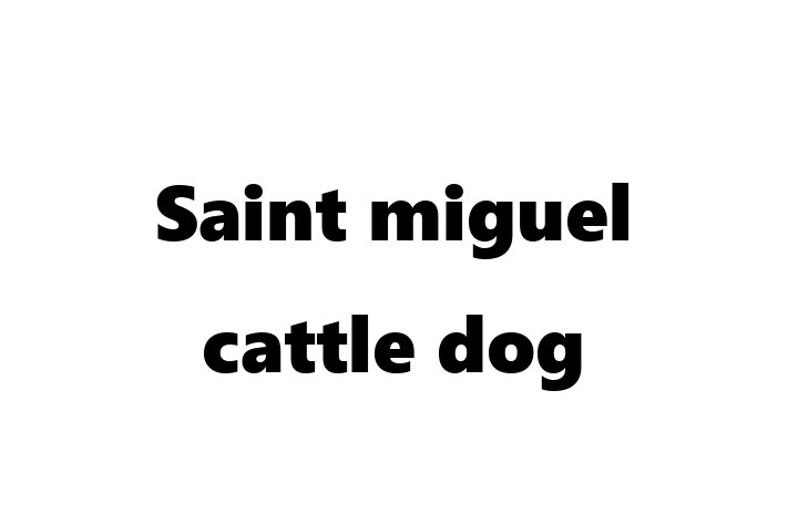 Adopt a Dog Today Saint miguel cattle dog in Beaverton