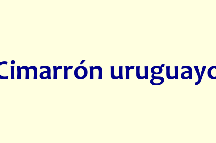 Cimarrn uruguayo Dog Available Now in Provo