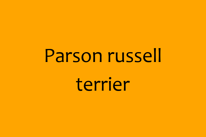 Adopt a Beautiful Parson russell terrier Dog in Ontario