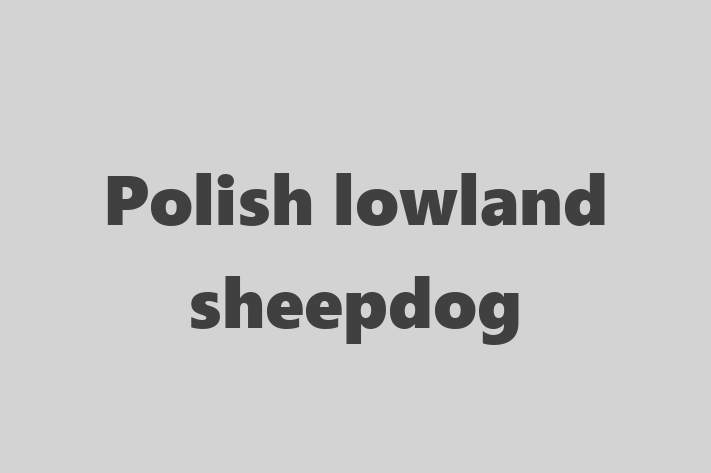 Polish lowland sheepdog Dog for Sale in Allen