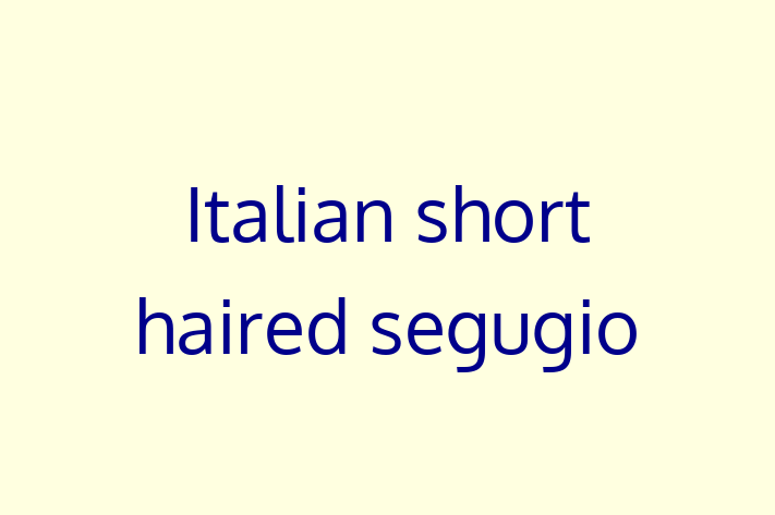 Find Your New Italian short haired segugio Dog in Hampton