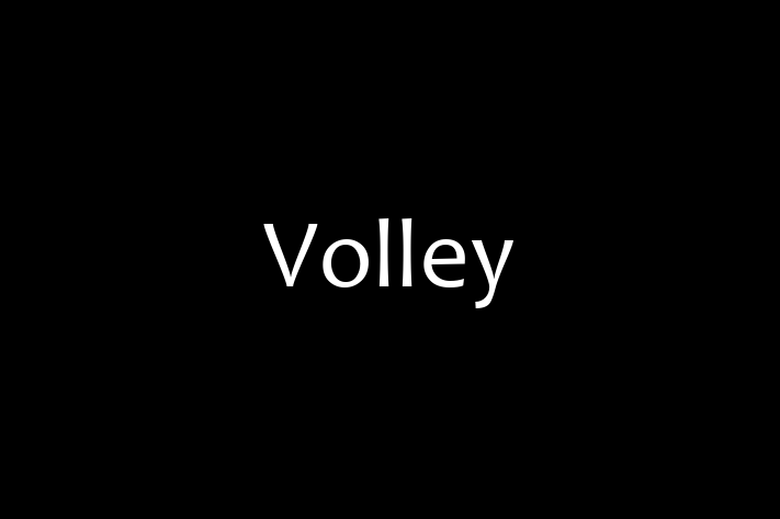 Software Development Company Volley