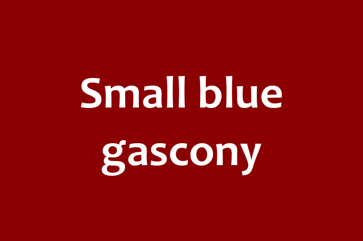 Adopt a Small blue gascony Dog in Saint Paul