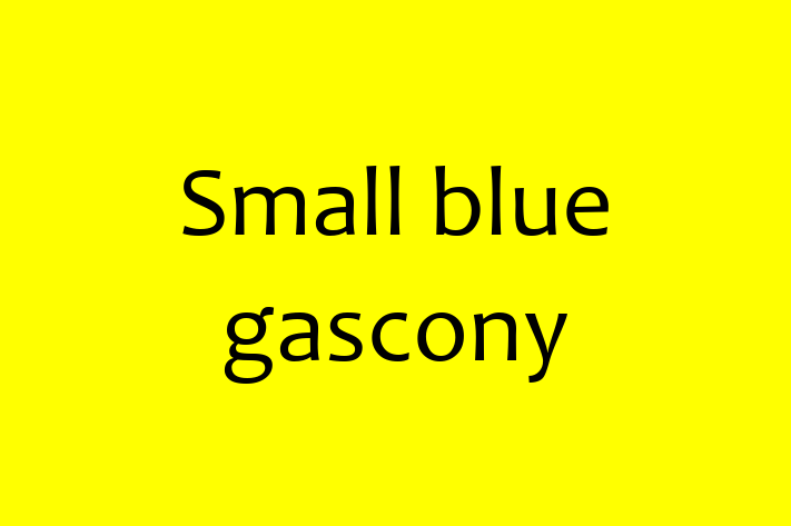 Dog Small blue gascony for Sale in Cincinnati