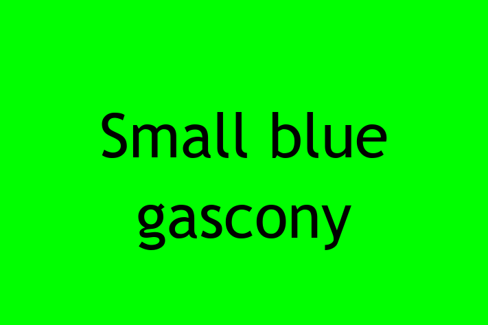 Small blue gascony Dog Available Now in Glendale