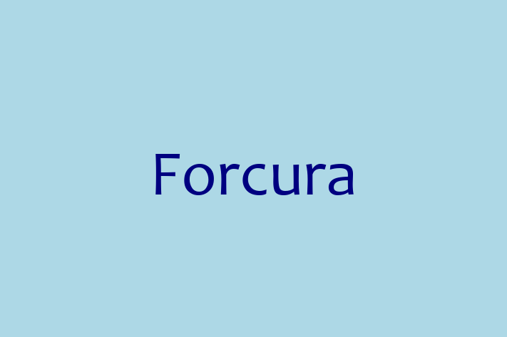 Software Development Company Forcura