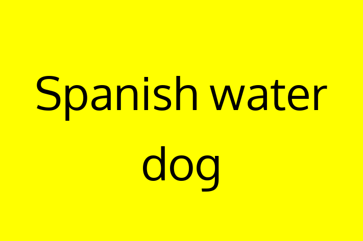 Adopt a Beautiful Spanish water dog Dog in Vista