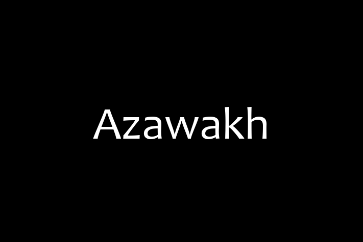 Dog Azawakh for Sale in Orange