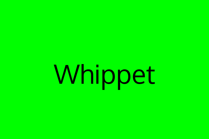 Whippet Dog Available Now in Boston