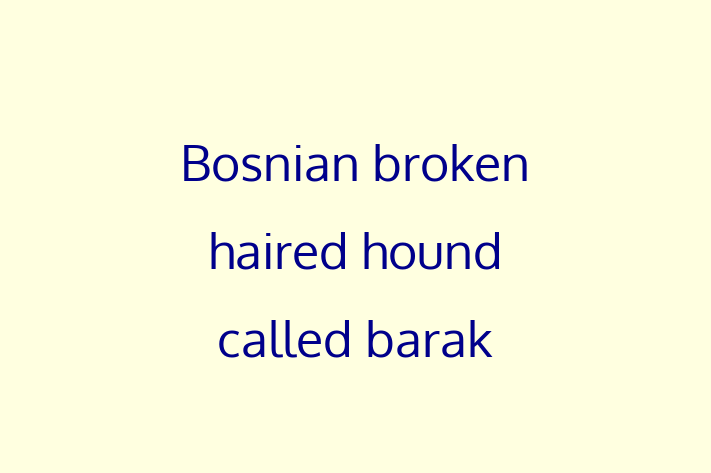 Bosnian broken haired hound called barak Dog for Sale in San Antonio