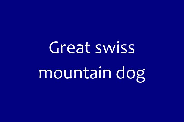 Adopt a Beautiful Great swiss mountain dog Dog in Oceanside