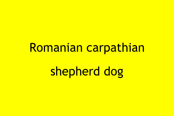 Meet Your New Romanian carpathian shepherd dog Dog in Orange