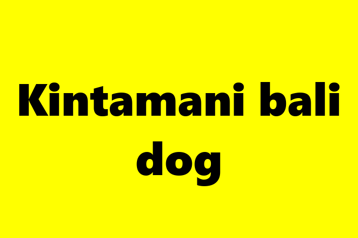 Kintamani bali dog Dog Available Now in Salinas