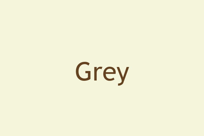 Software Firm Grey