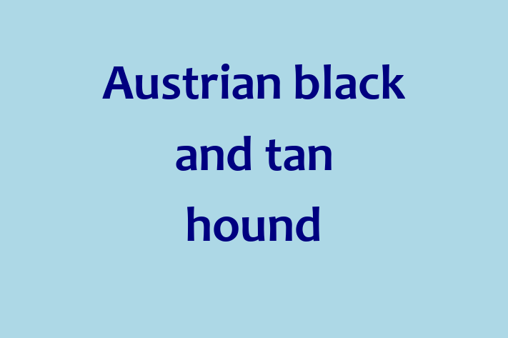 Austrian black and tan hound Dog for Sale in Manchester