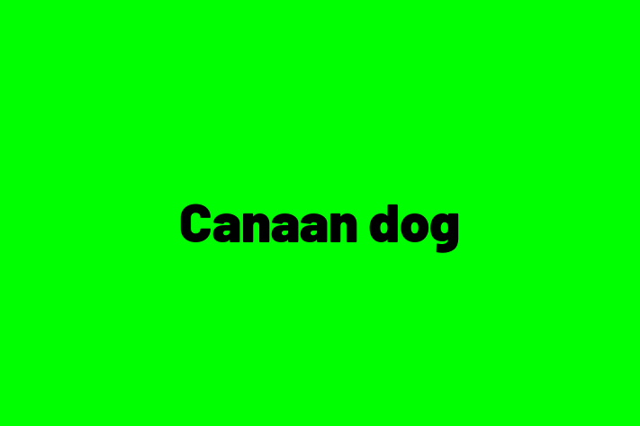 Canaan dog Dog in Rialto