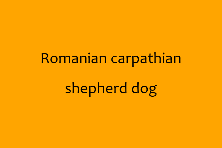 Romanian carpathian shepherd dog Dog Available Now in Houston