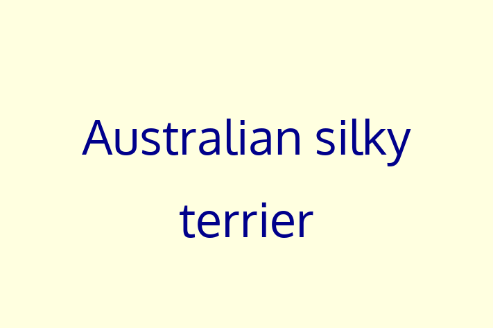 Adopt a Australian silky terrier Dog in Denver