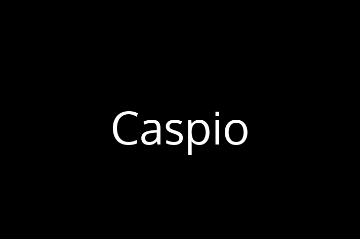 Technology Solutions Firm Caspio