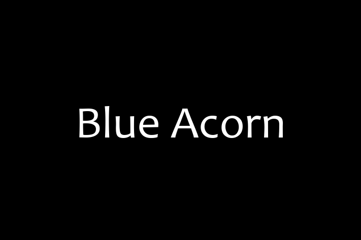 Application Development Company Blue Acorn