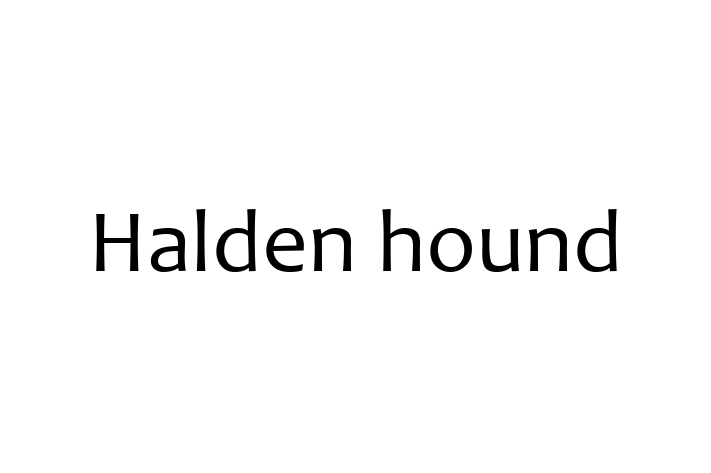 Halden hound Dog Available Now in Lancaster