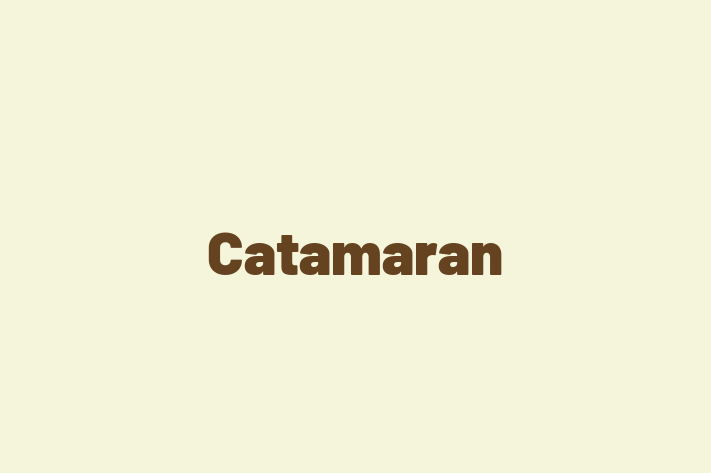 Software Firm Catamaran