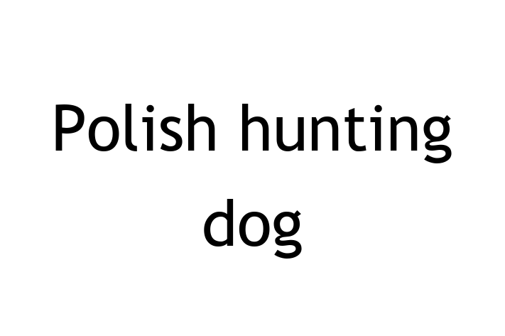 Dog Polish hunting dog for Sale in Minneapolis