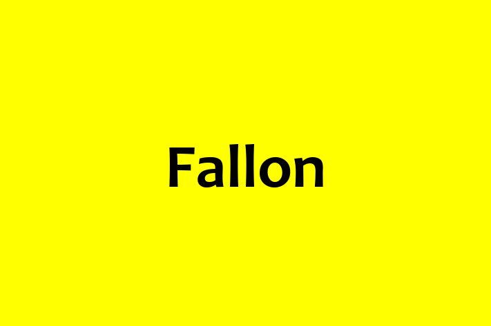 Software Development Company Fallon