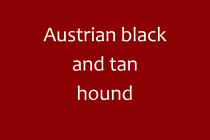 Adopt a Austrian black and tan hound Dog in Chicago