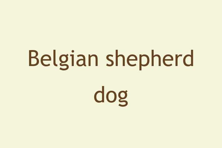 Adopt a Dog Belgian shepherd dog Available in Jersey City