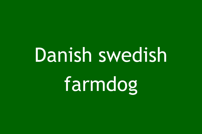 Danish swedish farmdog Dog in Odessa Ready for a New Home