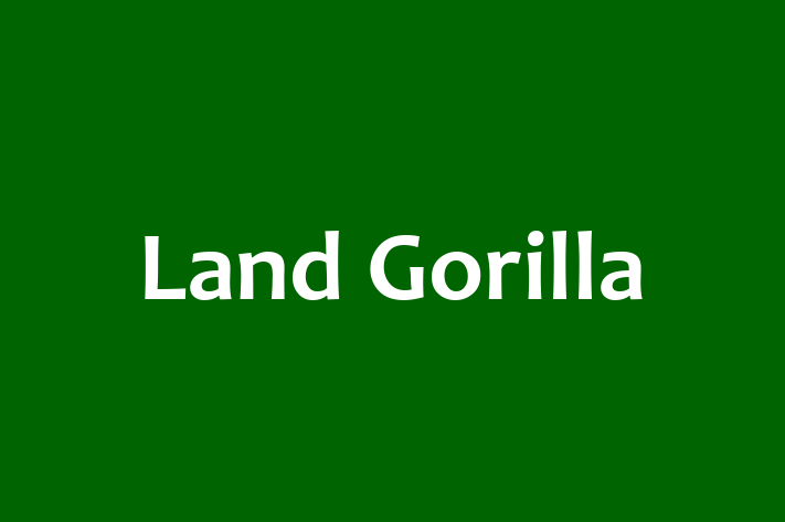 Tech Firm Land Gorilla